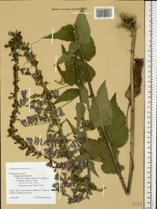 Campanula bononiensis L., Eastern Europe, Central region (E4) (Russia)