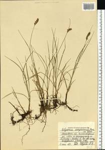 Blysmus compressus (L.) Panz. ex Link, Eastern Europe, Moscow region (E4a) (Russia)