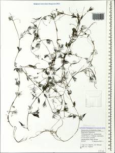 Ranunculus trichophyllus Chaix, Caucasus, Stavropol Krai, Karachay-Cherkessia & Kabardino-Balkaria (K1b) (Russia)