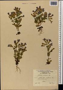 Gentianella caucasea (Loddiges ex Sims) J. Holub, Caucasus, South Ossetia (K4b) (South Ossetia)