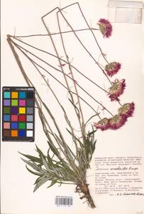 Jurinea arachnoidea Bunge, Eastern Europe, Lower Volga region (E9) (Russia)
