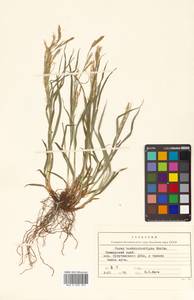 Carex bostrychostigma Maxim., Siberia, Russian Far East (S6) (Russia)