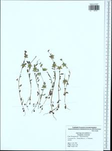 Asperugo procumbens L., Eastern Europe, Central region (E4) (Russia)