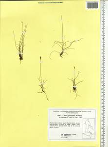 Carex nardina (Hornem.) Fr., Siberia, Russian Far East (S6) (Russia)