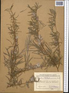 Salix wilhelmsiana M. Bieb., Middle Asia, Muyunkumy, Balkhash & Betpak-Dala (M9) (Kazakhstan)