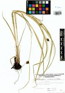 Bolboschoenus maritimus (L.) Palla, Siberia, Baikal & Transbaikal region (S4) (Russia)