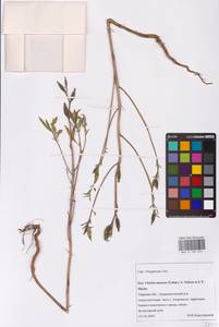 Clarkia amoena (Lehm.) A. Nelson & J. F. Macbr., Eastern Europe, North-Western region (E2) (Russia)