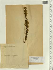 Verbascum nigrum L., Eastern Europe, Estonia (E2c) (Estonia)