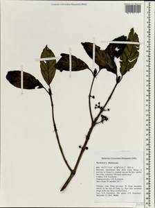 Psychotria, South Asia, South Asia (Asia outside ex-Soviet states and Mongolia) (ASIA) (Vietnam)