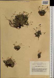 Draba pygmaea Turcz. ex N. Busch, Siberia, Altai & Sayany Mountains (S2) (Russia)