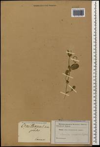 Coronilla scorpioides (L.)Koch, Caucasus (no precise locality) (K0)