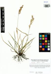 Trisetum altaicum Roshev., Siberia, Baikal & Transbaikal region (S4) (Russia)