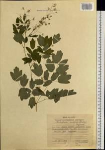 Thalictrum minus subsp. elatum (Jacq.) Stoj. & Stef., Siberia, Russian Far East (S6) (Russia)