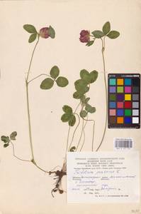 Trifolium pratense L., Eastern Europe, Lower Volga region (E9) (Russia)