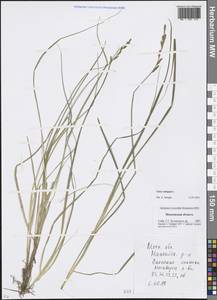 Carex elongata L., Eastern Europe, Moscow region (E4a) (Russia)