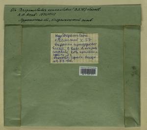 Sarmentypnum exannulatum (Schimp.) Hedenäs, Bryophytes, Bryophytes - Karelia, Leningrad & Murmansk Oblasts (B4) (Russia)