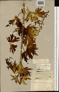 Delphinium cuneatum Steven ex DC., Eastern Europe, Middle Volga region (E8) (Russia)