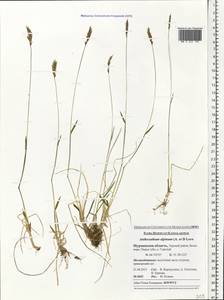 Anthoxanthum nipponicum Honda, Eastern Europe, Northern region (E1) (Russia)