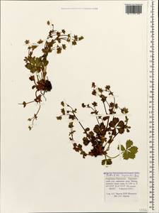 Potentilla ruprechtii Boiss., Caucasus, Stavropol Krai, Karachay-Cherkessia & Kabardino-Balkaria (K1b) (Russia)