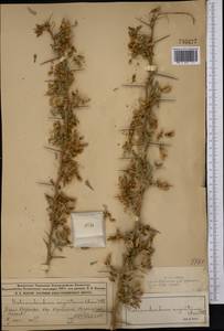 Caragana halodendron (Pall.) Dum.Cours., Middle Asia, Syr-Darian deserts & Kyzylkum (M7) (Kazakhstan)