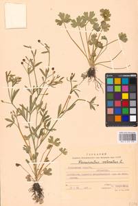 Ranunculus sceleratus L., Eastern Europe, Moscow region (E4a) (Russia)