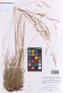 Festuca rubra L., Eastern Europe, Moscow region (E4a) (Russia)
