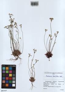 Androsace lactiflora Fisch. ex Willd., Siberia, Altai & Sayany Mountains (S2) (Russia)