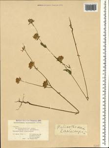 Helianthemum ledifolium subsp. lasiocarpum (Jacques & Herincq) Nyman, Caucasus, Georgia (K4) (Georgia)