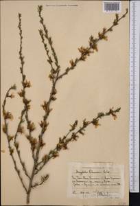 Prunus petunnikowii (Litv.) Rehder, Middle Asia, Western Tian Shan & Karatau (M3) (Uzbekistan)