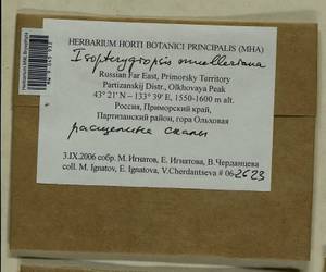 Isopterygiopsis catagonioides (Broth.) Ignatov & Ignatova, Bryophytes, Bryophytes - Russian Far East (excl. Chukotka & Kamchatka) (B20) (Russia)