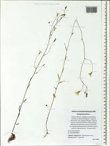 Campanula patula L., Eastern Europe, North-Western region (E2) (Russia)