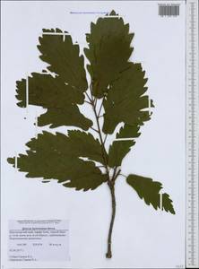 Quercus hartwissiana Steven, Caucasus, Black Sea Shore (from Novorossiysk to Adler) (K3) (Russia)