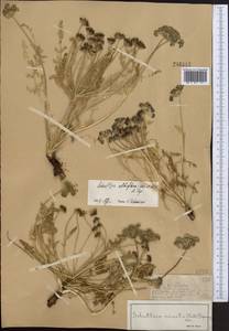 Schulzia albiflora (Kar. & Kir.) Popov, Middle Asia, Dzungarian Alatau & Tarbagatai (M5) (Kazakhstan)