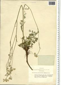 Kitagawia baicalensis (Redowsky ex Willd.) Pimenov, Siberia, Altai & Sayany Mountains (S2) (Russia)