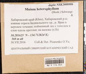 Mnium heterophyllum (Hook.) Schwägr., Bryophytes, Bryophytes - Russian Far East (excl. Chukotka & Kamchatka) (B20) (Russia)