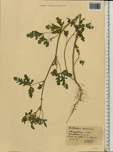 Hibiscus trionum L., Eastern Europe, Moldova (E13a) (Moldova)
