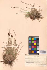Carex montana L., Eastern Europe, Belarus (E3a) (Belarus)