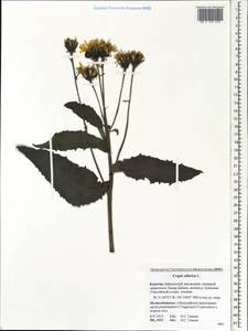 Crepis sibirica L., Siberia, Baikal & Transbaikal region (S4) (Russia)