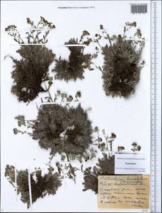 Eritrichium sericeum (Lehm.) A. DC., Siberia, Chukotka & Kamchatka (S7) (Russia)