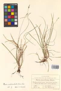 Carex umbrosa subsp. pseudosabynensis T.V.Egorova, Siberia, Russian Far East (S6) (Russia)