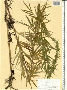 Artemisia dubia Wall. ex Besser, Eastern Europe, Central region (E4) (Russia)