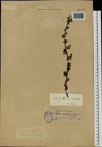 Salix vaudensis Schleich. ex J.Forbes, Eastern Europe, North-Western region (E2) (Russia)