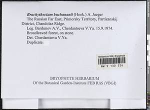 Brachythecium buchananii (Hook.) A. Jaeger, Bryophytes, Bryophytes - Russian Far East (excl. Chukotka & Kamchatka) (B20) (Russia)
