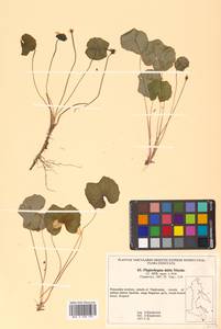 Plagiorhegma dubium Maxim., Siberia, Russian Far East (S6) (Russia)