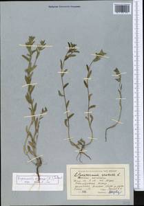 Buglossoides arvensis (L.) I.M.Johnst., Middle Asia, Muyunkumy, Balkhash & Betpak-Dala (M9) (Kazakhstan)
