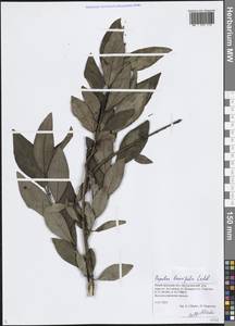 Populus laurifolia Ledeb., Eastern Europe, Volga-Kama region (E7) (Russia)