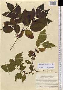 Lonicera ruprechtiana Regel, Siberia, Russian Far East (S6) (Russia)