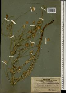 Reichardia dichotoma (DC.) Freyn, Caucasus, Armenia (K5) (Armenia)