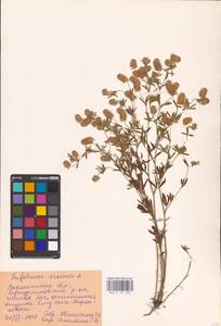 Trifolium arvense L., Eastern Europe, Central forest-and-steppe region (E6) (Russia)