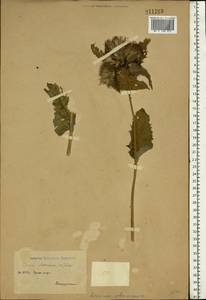 Cirsium oleraceum (L.) Scop., Eastern Europe (no precise locality) (E0) (Not classified)
